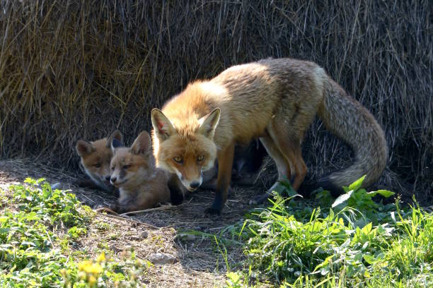 istock Fox mother and puppies in the fox burd 1022850514