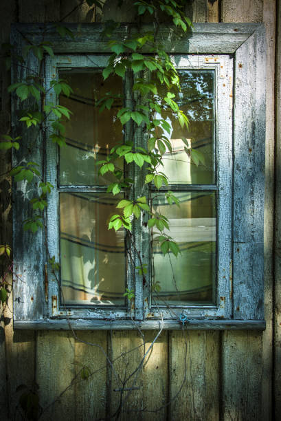 Convolvulus hiding window growing on cracked aged wooden wall painted wood planks texture background backdrop stock photo