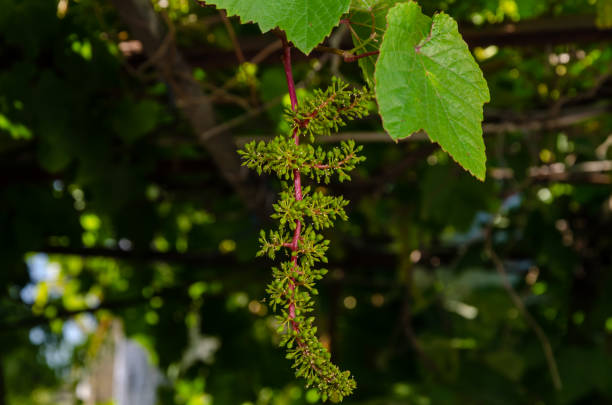 istock Grape fruit bunch after flowering with leaves 1022855476