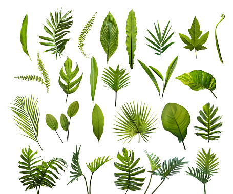 Colección de diferentes hojas tropicales. Elementos set hoja sobre fondo blanco aislada photo