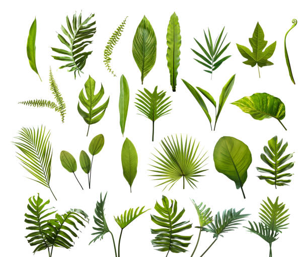 Collection of different tropical leaves. Elements set leaf on isolated white background Collection of different tropical leaves. Elements set leaf on isolated white background palm leaf stock pictures, royalty-free photos & images