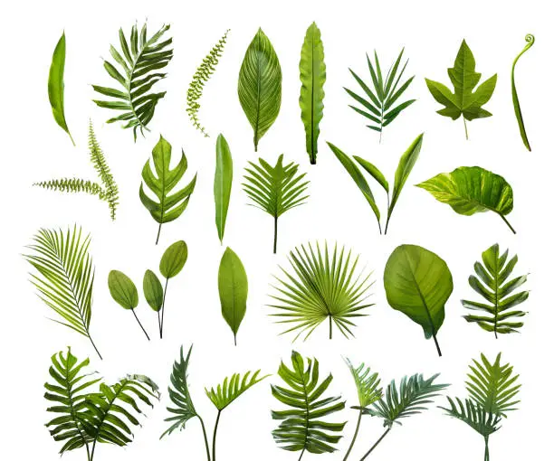 Photo of Collection of different tropical leaves. Elements set leaf on isolated white background