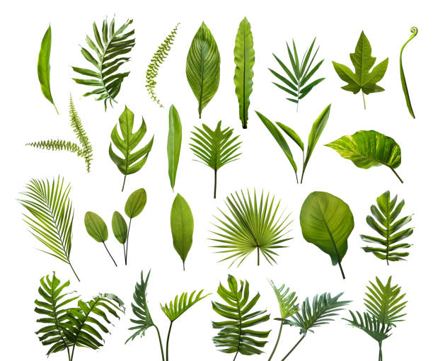collection of different tropical leaves. elements set leaf on isolated white background - plants imagens e fotografias de stock