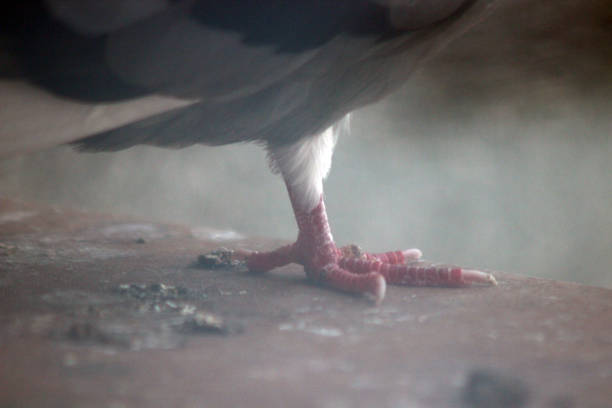 istock Pigeon High Flyer on my window 1022863838