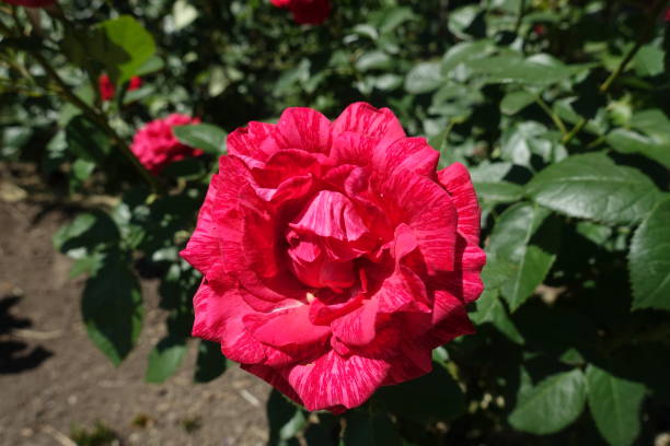 delstriro rayé rouge des fleurs roses en juin - hybrid tea rose photos et images de collection