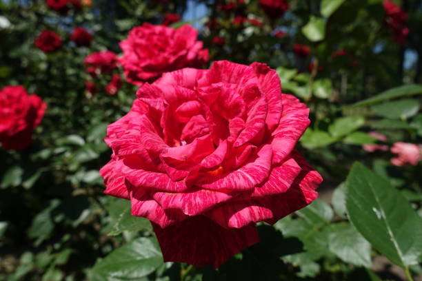 rose rouge vif veiné rose avec sourdine, traversant les pétales - hybrid tea rose photos et images de collection