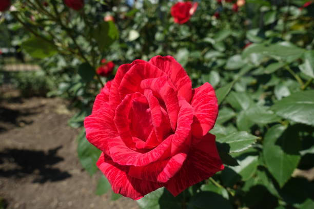 une fleur de l’intuition de red rose cultivar - hybrid tea rose photos et images de collection