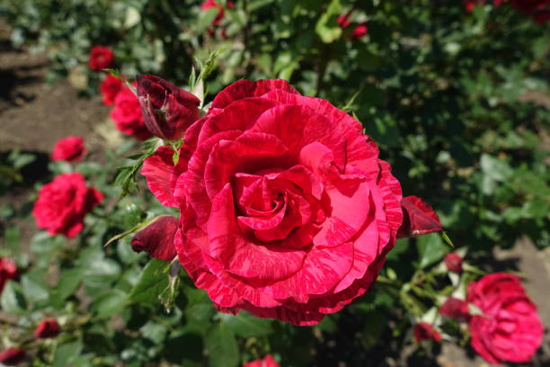 fleur rouge de rose avec des rayures rouges foncés - hybrid tea rose photos et images de collection