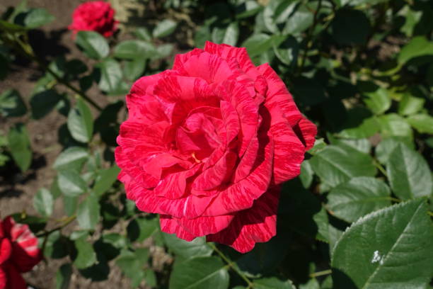 fleur simple rouge intuition rose cultivar - hybrid tea rose photos et images de collection