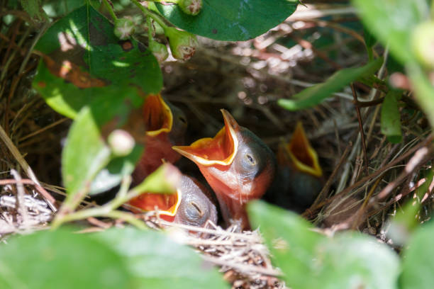 istock Newborn naked chicks with open beaks lying in the nest 1022873138