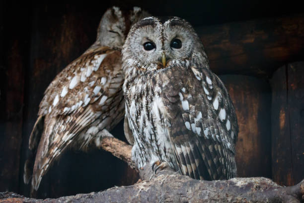 istock Two tawny owls perching on branch with dark log wall on the background 1022873260