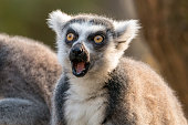 Surprised ring-tailed lemur with open mouth and eyes wide open