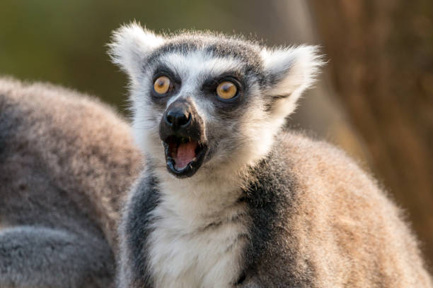 Surprised ring-tailed lemur with open mouth and eyes wide open Fluffy astonished lemur catta primate photos stock pictures, royalty-free photos & images