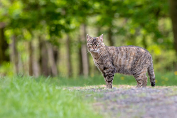 istock Tabby cat in the forest with green blurred background 1022875178
