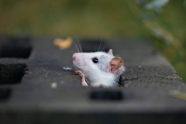 istock Cute white rat looking out from the hole of black iron hatch 1022875342