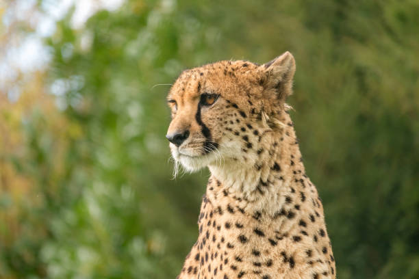 istock Cheetah portrait with green blurred background 1022875830