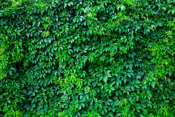 mur végétalisé fait fron plante grimpante. - vertical garden photos et images de collection