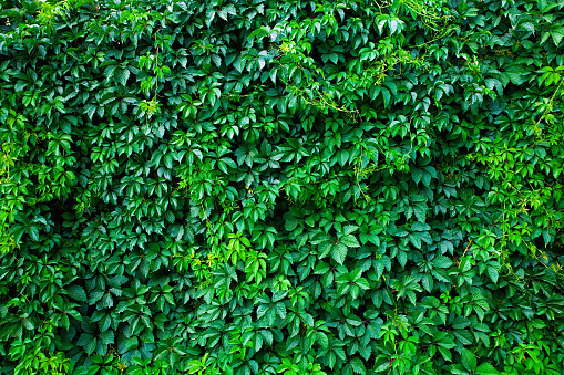 Green wall made fron climbing plant. Natural fresh green background