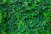 Green wall made fron climbing plant.