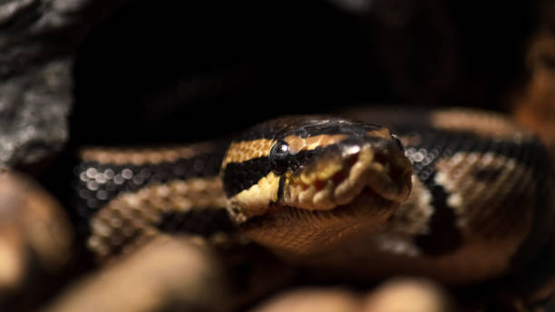 Ball Python Head Upclose 1,000+ Ball Python Close Up Stock Photos, Pictures & Royalty-Free ...