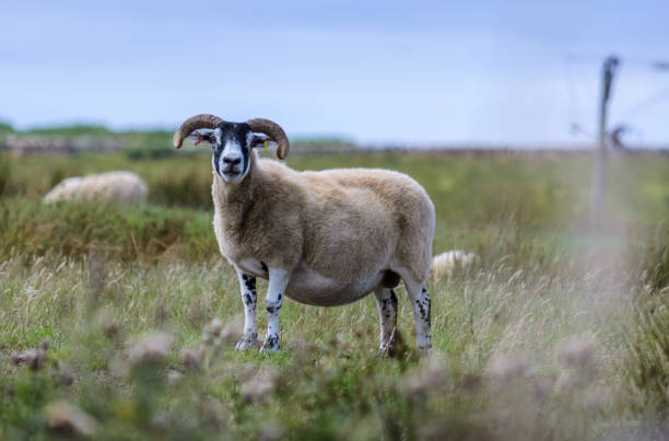 istock Sheep on Islay, Scotland 1022878626