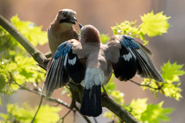 ritual de namoro do par de gralhas. o macho oferece alimento à fêmea - mating ritual - fotografias e filmes do acervo