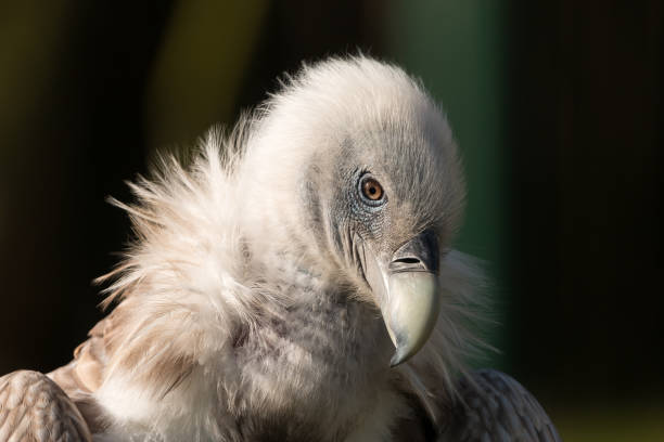 istock Himalayan griffon vulture close-up portrait 1022879330