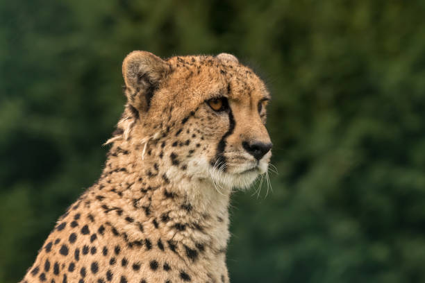 istock Cheetah portrait with green blurred background 1022879404