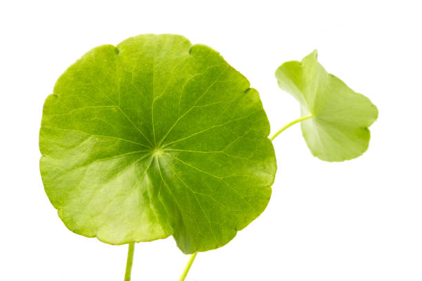 istock green Asiatic Pennywort isolated on white background. 1022879776