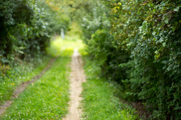 istock footpath in the forest at summer 1022885182