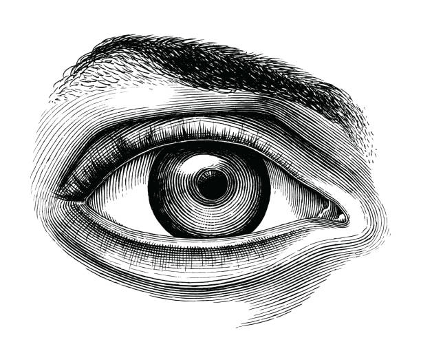 ilustraciones, imágenes clip art, dibujos animados e iconos de stock de anatomía del ojo humano mano dibujar arte clip vintage aislada sobre fondo blanco - anticuado ilustraciones