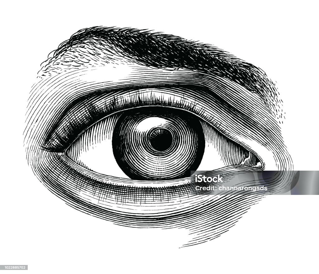 Anatomie de l’oeil humain main draw clipart vintage isolée sur fond blanc - clipart vectoriel de Oeil libre de droits