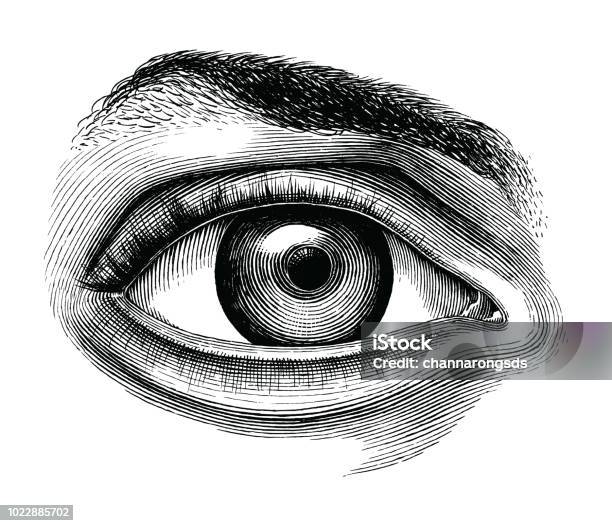 Anatomy Of Human Eye Hand Draw Vintage Clip Art Isolated On White Background Stock Illustration - Download Image Now