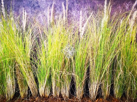 Home decoration concept. Vetiver grass was planted to decorate the loft wall. Selective focus and copy space.
