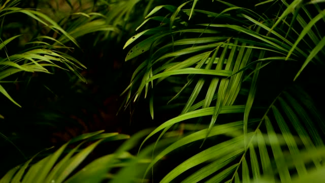 Blur tropical green palm leaf with sun light, abstract natural background with bokeh. Defocused Lush Foliage