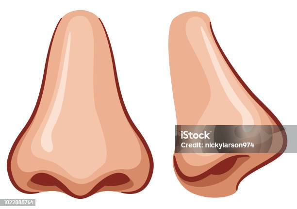 Nez De Vecteur Sur Fond Blanc Vecteurs libres de droits et plus d'images vectorielles de Nez - Nez, Vectoriel, Cartoon