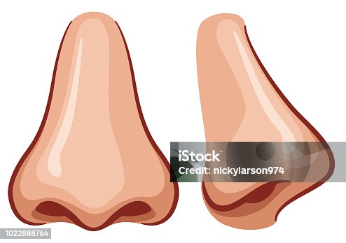 istock Vector nose on white background 1022888764