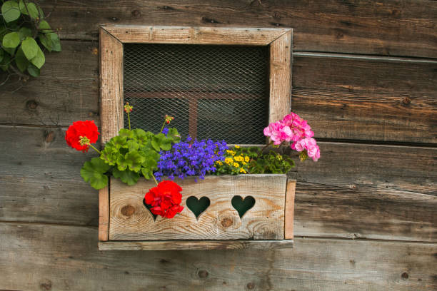 In Charleston, United States, a Southern travel destination, a residential home in the historic neighborhood has purple wooden shutters by the window. Spring flowers fill the planter boxes on the exterior of the home.