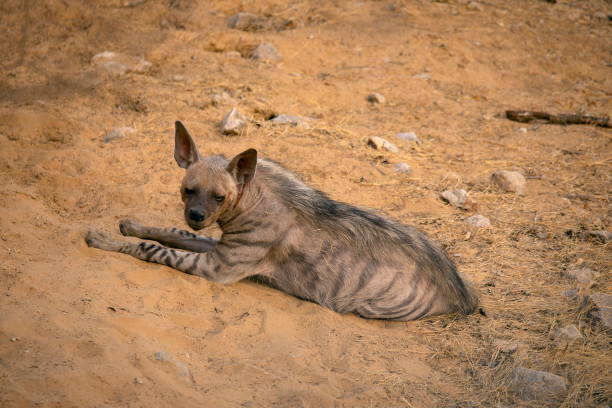 Striped Hyena, Hyaena hyaena,  Jhalana, rajasthan, India Striped Hyena, Hyaena hyaena,  Jhalana, rajasthan state of India spotted hyena photos stock pictures, royalty-free photos & images