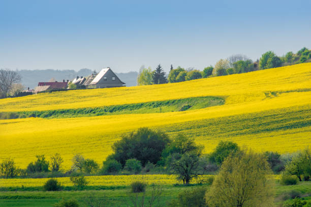 istock Hilly landscape with rape field and farm in the sunlight 1022892678