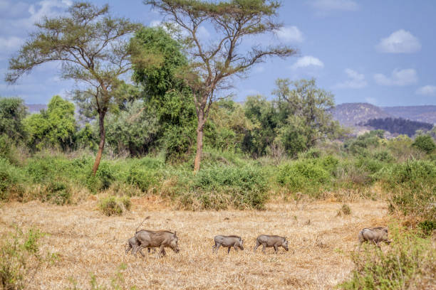 istock common warthog in Kruger National park, South Africa 1022893132