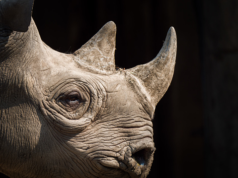 White rhinoceros or square-lipped rhinoceros