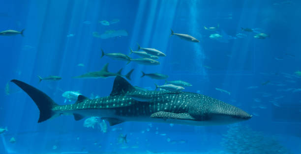 istock beauty whale shark and fish 1022904488