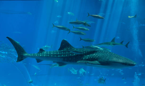 istock beauty whale shark and fish 1022904660