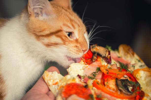 istock Fluffy iittle red kitten is eating big pizza. 1022904692