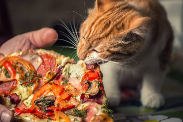 istock Fluffy iittle red kitten is eating big pizza. 1022904726