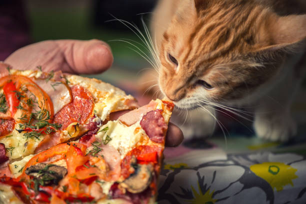 istock Fluffy iittle red kitten is eating big pizza. 1022904732