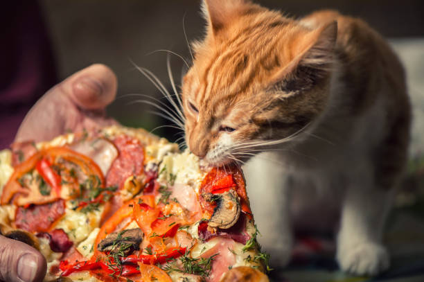 Fluffy iittle red kitten is eating big pizza.