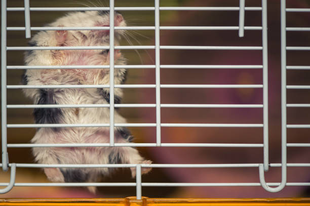 new hamster biting cage
