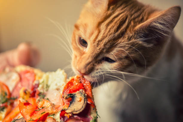 istock Fluffy iittle red kitten is eating big pizza. 1022904878